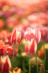 陽のあたる花畑
