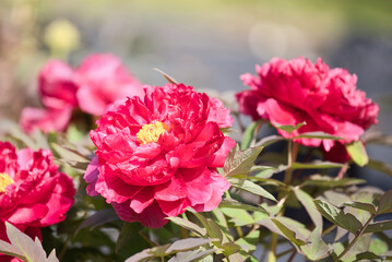 花公園の景色