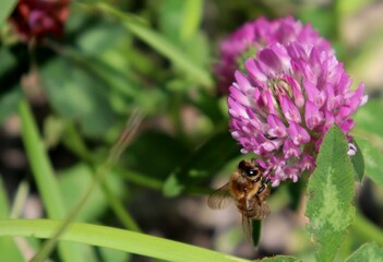 Macro honeybee pollinating purple blooming Clover (Trifolium) flower. Apis Mellifera bee feeding on trefoil blossom. Closeup, detail, bokeh blur background, copy space. Soft selective focus