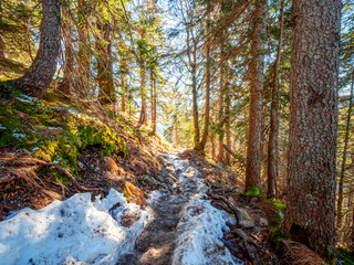 Obraz premium Sunny Forest path way to the Herzogstand peak of Bavaria