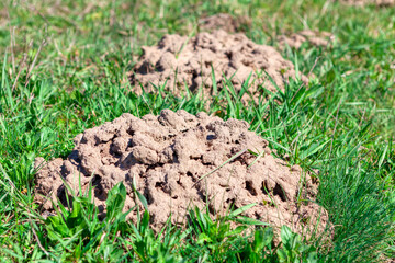  Ground mounds made by gopher . Pile of ground on the grass