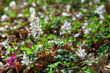 White Corydalis Cava on the growing on the meadow
