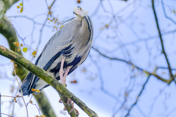 Gros plan héron cendré perché sur une branche