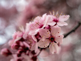 beautiful branch of blossoming cherry close-up