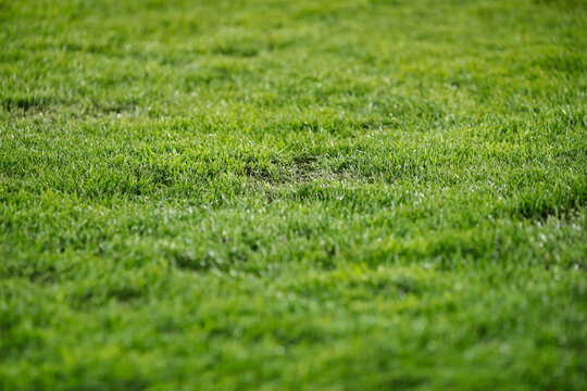 Shallow depth of field (selective focus) image with turf on a soccer stadium.