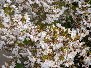 spring white flowers shrub in the garden