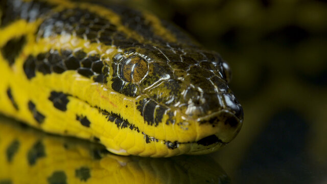 Closeup phoo of boa anaconda on dark