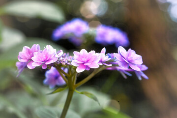 紫陽花の花のクローズアップ写真