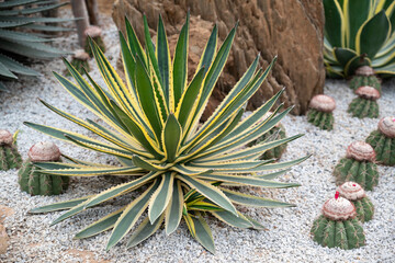 Naklejka na ściany i meble Green-yellow agave plant with pointed leaf and thorns in the rock garden that decorates with white pebbles.