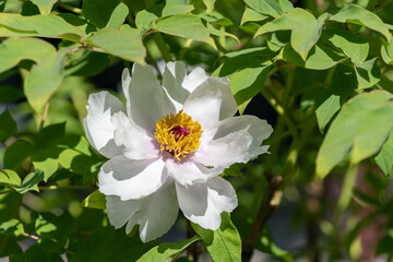 White peony flower in the sun