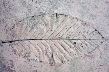 single leaf stamped on grunge concrete textured like fossil