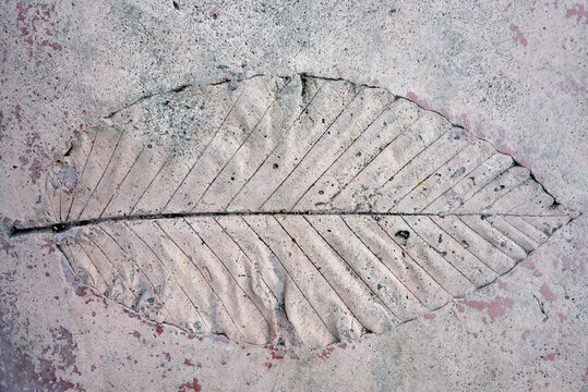 Imprint Fossils