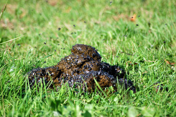 Horse Dung with flies