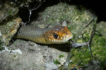 Caspian whipsnake, dolichophis caspius head closeup. Large whipsnake with forked tongue portrait.