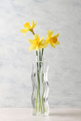 Three yellow daffodils in a glass vase. Springtime.