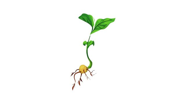 Soybean plant icon animation