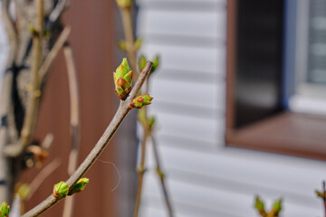 Green buds on branches in spring. Nature and bloom in spring. Bokeh blurred background