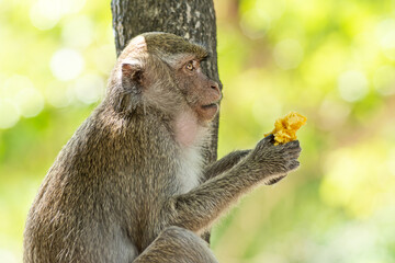 Little baby-monkey sitting and eating banana in Thailand