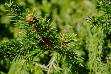 Detailed view of the needles of a Scots Pine or Pinus sylvestris growing from the branches.