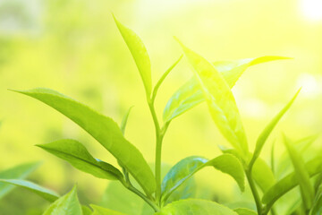Fototapeta na wymiar Leaves of green tea in the sun - a green background.
