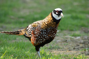 wild animal in Normandy : a beautiful pheasant