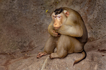 The rhesus macaque or Macaca mulatta sitting and thinking on rock ledge. learning concept, smart and brooding monkey