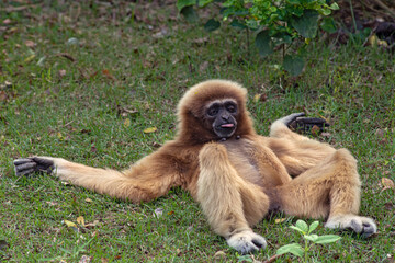 funny grassland monkey lies and rests in the green grass