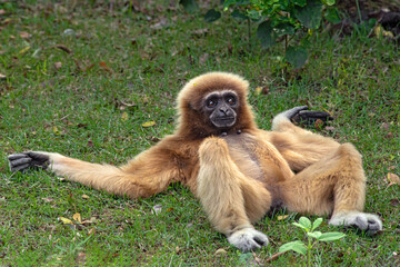 Obraz premium funny grassland monkey lies and rests in the green grass