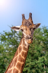 Front view close-up of a giraffe in front of some green trees