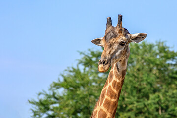 Front view close-up of a giraffe in front of some green trees