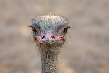 front view ostrich bird head and neck front portrait in the park