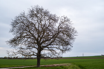 walnut tree in April