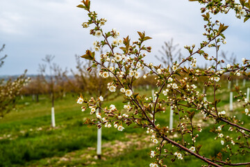 cherry tree in spring