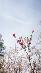 A cherry tree boasting abundant flowers