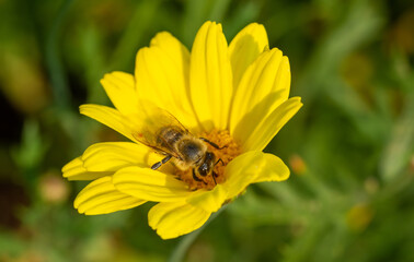 Bee pollinating a yellow flower. Close-up detail.