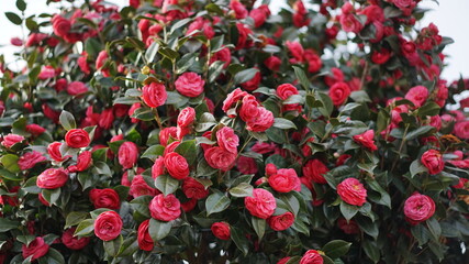 The camellia tree that announces spring first