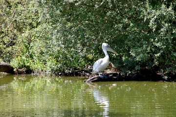 pelicans