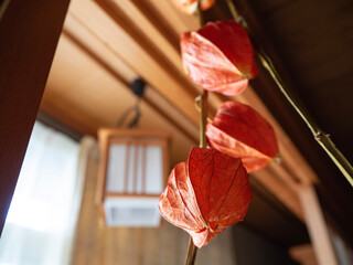 Japanese lantern plant