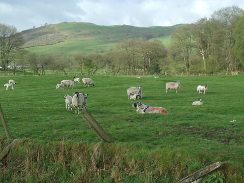 Scenic shot of a cattle of sheep grazing grass in a field