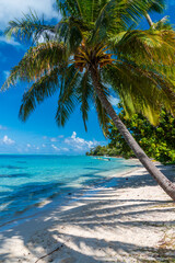 palm tree on the beach