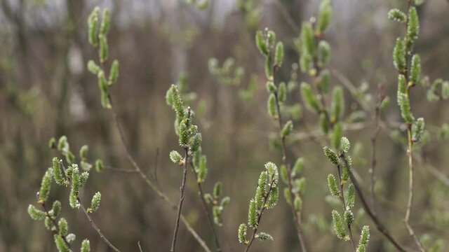 Closeup view 4k stock video footage of beautiful first spring green blossom of trees growing outdoors. Spring branches with floral fluffy earrings buds on blooming branches of tree
