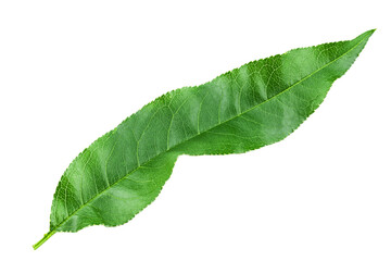 Obraz premium Cherry leaves isolated white background.