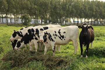 The lowest polder in the Netherlands Zuidplaspolder between Gouda and Rotterdam with cows