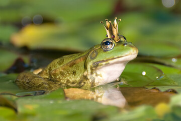 Froschkönig