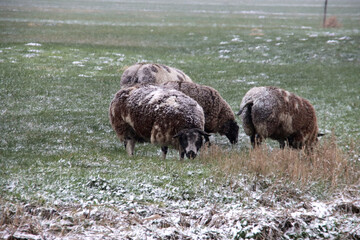 Fototapeta premium sheeps in snow at the lowest polder in the Netherlands Zuidplaspolder between Gouda and Rotterdam