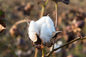 Ripe cotton seed ball on the cotton plant