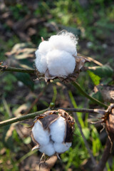 Ripe cotton seed ball on the cotton plant