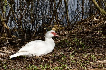 A lonely Muscovy duck in the foliage beside a lake near Oss, Netherlands