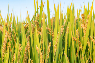 Golden rice field harvest in autumn