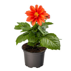 Potted garden spring dahlia flower